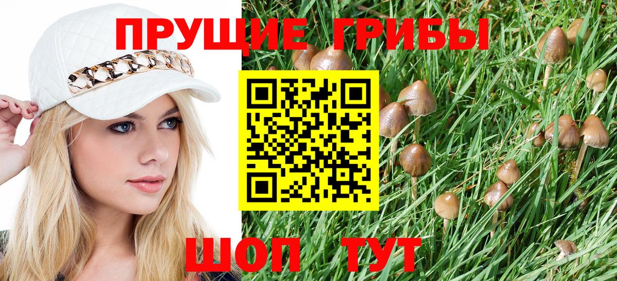 Псилоцибиновые грибы Psilocybe Моздок
